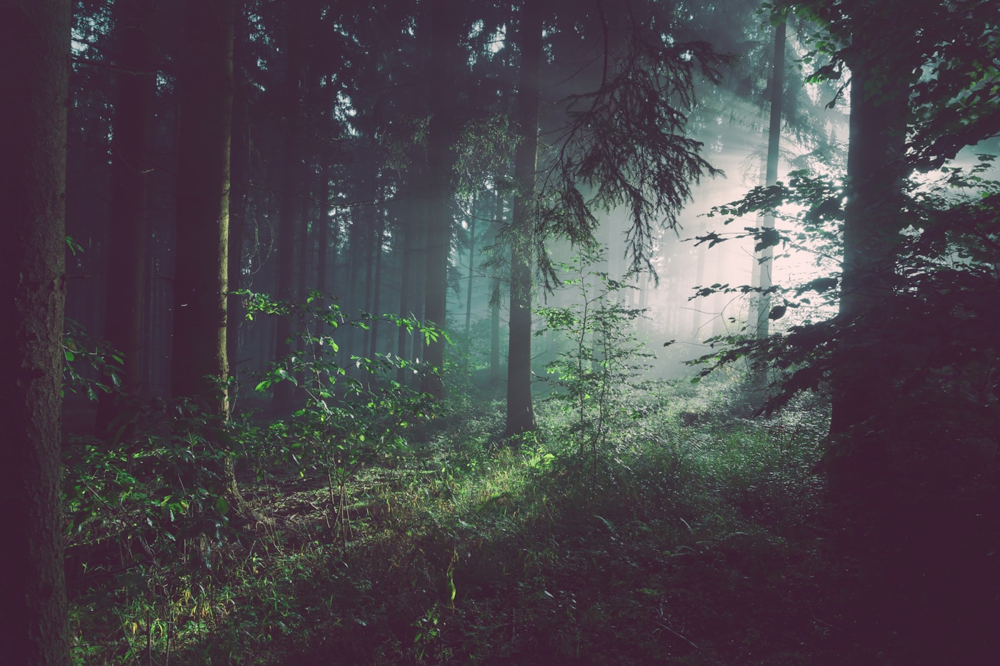 Montana evergreen forest in morning fog